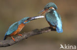 IJsvogel (Alcedo atthis)