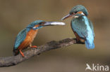 IJsvogel (Alcedo atthis)