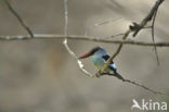 Blue-breasted Kingfisher (Halcyon malimbica)