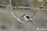 Blue-breasted Kingfisher (Halcyon malimbica)