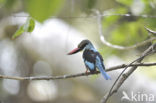Blue-breasted Kingfisher (Halcyon malimbica)