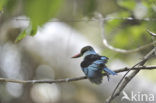 Blue-breasted Kingfisher (Halcyon malimbica)
