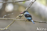 Blue-breasted Kingfisher (Halcyon malimbica)