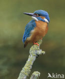 IJsvogel (Alcedo atthis)