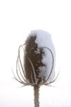 Teasel (Dipsacus spec.)
