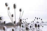 Kaardebol (Dipsacus spec.)