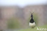 Lapwing (Vanellus vanellus)