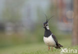 Lapwing (Vanellus vanellus)