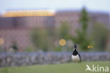 Lapwing (Vanellus vanellus)