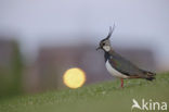 Lapwing (Vanellus vanellus)