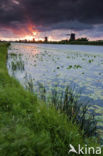 Kinderdijk