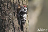 Kleine Bonte Specht (Picoides minor)