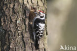 Kleine Bonte Specht (Picoides minor)