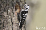 Kleine Bonte Specht (Picoides minor)