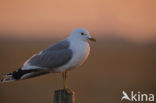 Lesser Black-backed Gull (Larus fuscus)