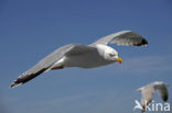 Lesser Black-backed Gull (Larus fuscus)