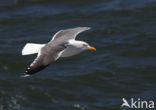 Kleine Mantelmeeuw (Larus fuscus)