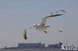 Kleine Mantelmeeuw (Larus fuscus)