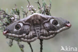 Kleine nachtpauwoog (Saturnia pavonia)