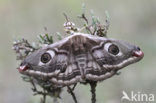 Kleine nachtpauwoog (Saturnia pavonia)