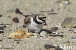 Kleine Plevier (Charadrius dubius)