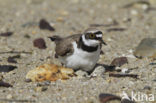 Kleine Plevier (Charadrius dubius)