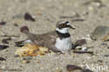 Kleine Plevier (Charadrius dubius)