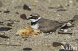 Kleine Plevier (Charadrius dubius)