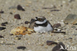 Kleine Plevier (Charadrius dubius)