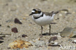 Kleine Plevier (Charadrius dubius)