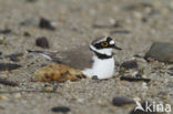 Kleine Plevier (Charadrius dubius)