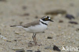 Kleine Plevier (Charadrius dubius)