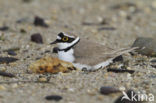 Kleine Plevier (Charadrius dubius)