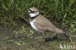 Kleine Plevier (Charadrius dubius)