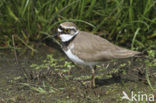 Kleine Plevier (Charadrius dubius)