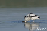 Pied Avocet (Recurvirostra avosetta)