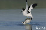 Pied Avocet (Recurvirostra avosetta)