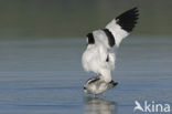 Pied Avocet (Recurvirostra avosetta)