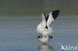 Pied Avocet (Recurvirostra avosetta)