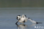 Pied Avocet (Recurvirostra avosetta)