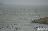 Pied Avocet (Recurvirostra avosetta)