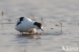 Pied Avocet (Recurvirostra avosetta)