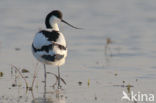 Pied Avocet (Recurvirostra avosetta)