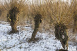 Knotwilg (Salix alba)
