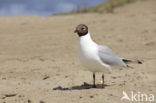 Black-headed Gull (Larus ridibundus)