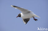 Black-headed Gull (Larus ridibundus)