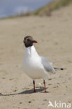 Black-headed Gull (Larus ridibundus)