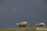 Black-headed Gull (Larus ridibundus)