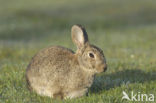 Konijn (Oryctolagus cuniculus) 