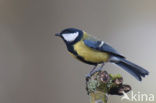 Great Tit (Parus major)